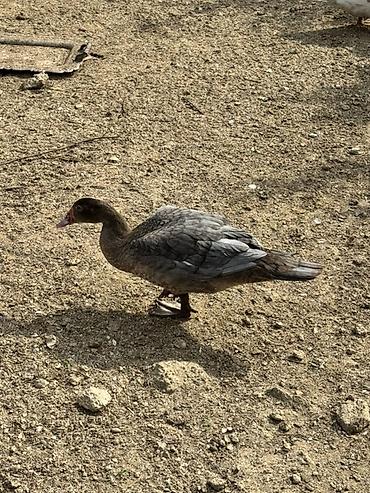 bulbul qusu satisi: Satılır Lal ördəklər.3-4 aylıqdılar. Tam sağlam. müxtəlif rəng — 2