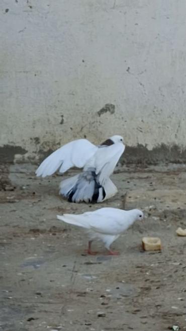 Quşlar: Məhsul: Fərqli rəng və naxışlarda ev göyərçinləri (kolleksiya və uçuş — 9