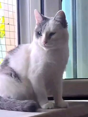 котик в добрые руки: Самка, В добрые руки