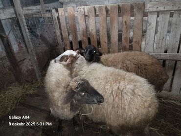 Qoyunlar, qoçlar: QOYUN-QUZU KEÇİLƏR — 2