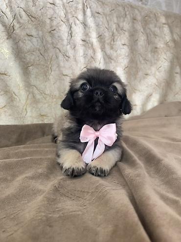 pekines dişi: Pekines — 4