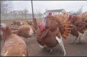 Корма для с/х животных: Стимулятор набора веса со стволовыми клетками костный жир со — 17