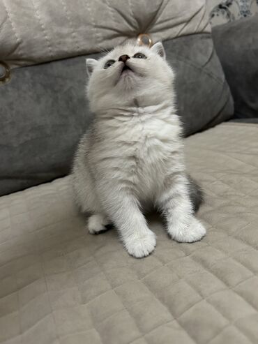 Pişiklər: Şinşilla, Dişi, Ünvandan götürmə — 3