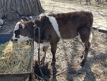 Коровы, быки: Продаю | Бык (самец) | Алатауская | Для разведения — 7