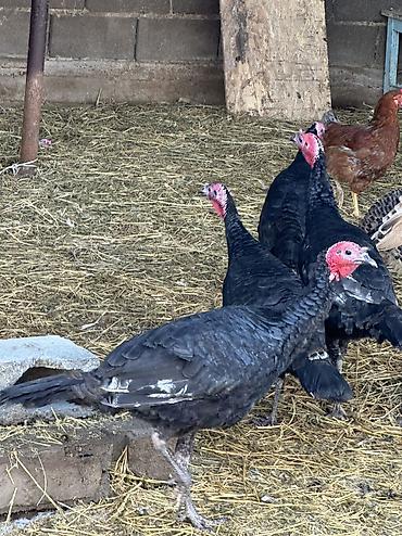 Индюки: Продаю | Индюшка (самка), Индюк (самец), Индюшата | Черный принц, Северокавказская | На забой, Для разведения | Племенные — 2