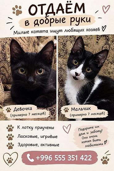 каракол коты: Мышык бекер берилет: Породасыз, 7 айлык, Ургаачы, Лотокко барууга үйрөтүлгөн — 1