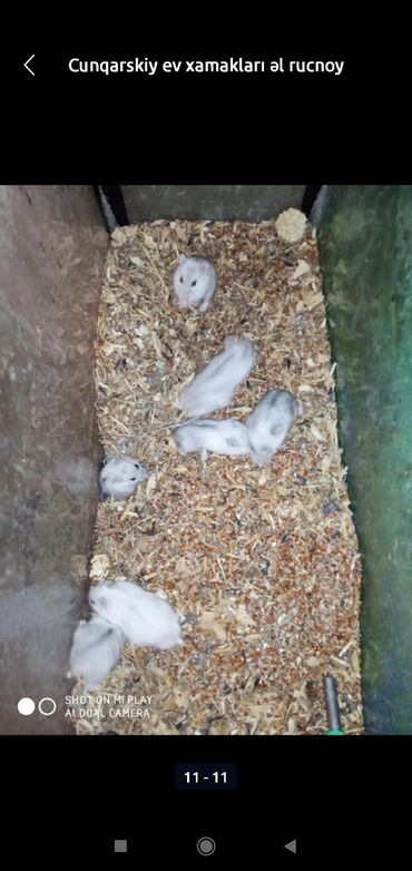 Gəmiricilər: Xamyaklar cunqariklar ən mehriban aqresiyası olmayan insana uyuşan — 8