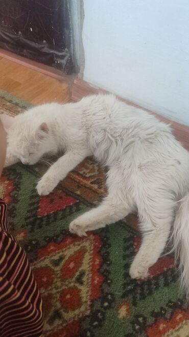 британская короткошерстная кошка золотая шиншилла: Скотиш Страйт (Шотландская прямоухая), 2 месяца, Девочка, Белый