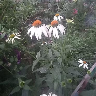 Другие садовые цветы и кустарники: Продаю разные цветы,злаковые: овсяница сизая,мискантус от 200с — 5