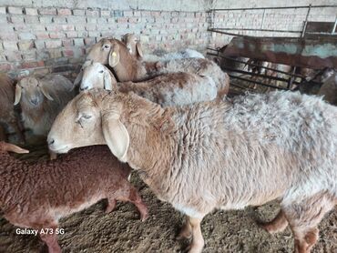 Бараны, овцы: Продаю | Овца (самка) | Арашан | Для разведения