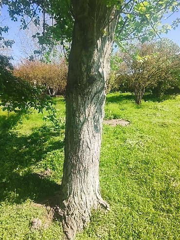 hilba bitkisi nedir: Ağcabədi rayonu – 2 ədəd hündür qovaq ağacı satılır 🌳 Ağcabədi — 4