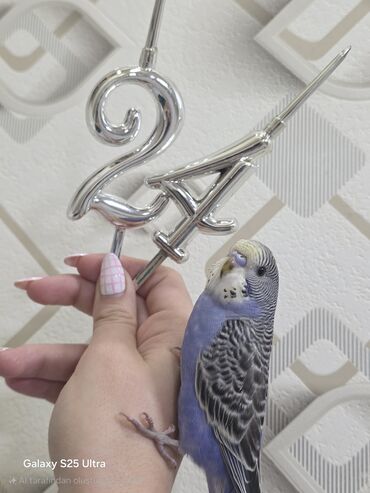 Bala mühabbet quşu satılır. 2 aylıqdır. Öz tutuquşumun balasıdır