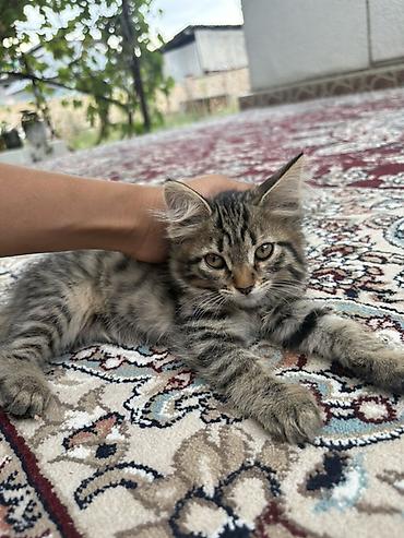 Мышыктар: Котята, родились 6 июня, пишите на воцап! — 1