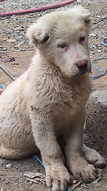 İtlər: Alabay — 8