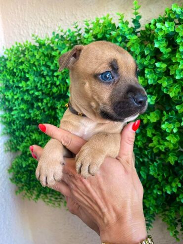 Psi: Registrovana odgajivacnica pasa "Happy Puppies" ima u ponudi prelepe — 10