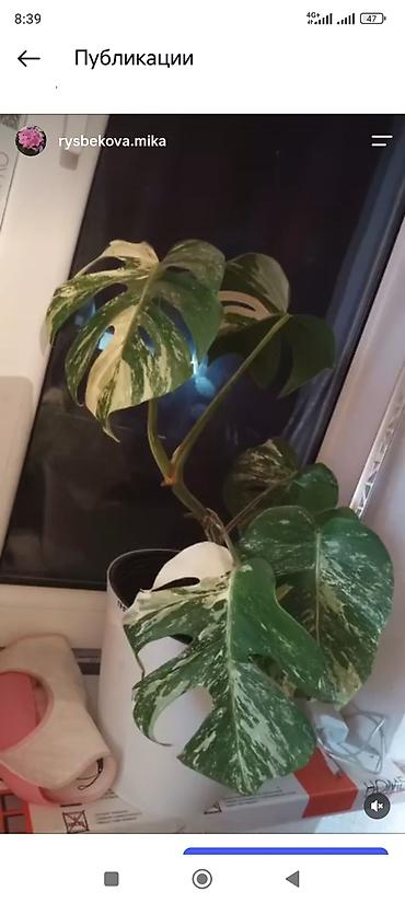 Бөлмө өсүмдүктөрү: Монстера вариегатная (Monstera deliciosa variegata)свежий срезь - — 1