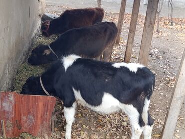 продаю музоо торпок корова самка бык самец айрширская ангус алатауская на забой для разведения на откорм племенные нетель привязанные: Продаю | Бык (самец), Тёлка, Музоо, торпок | Голштин, Алатауская | На откорм, Для разведения, Для молока | Искусственник