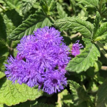 Продажа домов: Дача, 55 м², 5 комнат, Старый ремонт — 13