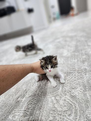 кошки коты котята: Котята, домашние. Пушистые малыши с мягкой шерстью: один тёмный — 4