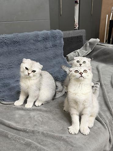 Кошки: Шотландская вислоухая — 1