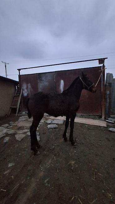 Лошади, кони: Продаю | Жеребенок | Полукровка | Для разведения — 6