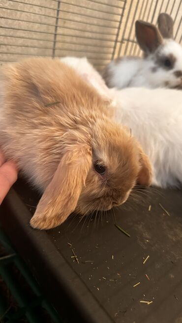 купить сетку для курей: 🥰🐰 вислоухие крольчата😍 балдежные и ласковые малыши, к лотку приучены