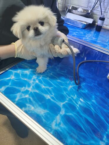 coban iti sekilleri: Pekines