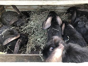 кролики крольчата: Продаю | Кролик самец, Крольчата, Крольчиха (самка) — 8