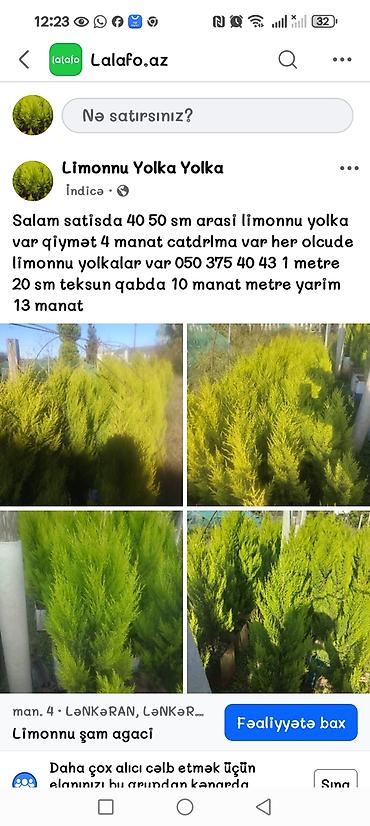 taxta bocka satilir: Limonnu yolkalar her olcude movcuddur şitiller 18 20 sm 1 manat 50 — 3