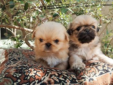 İtlər: Pekines — 13