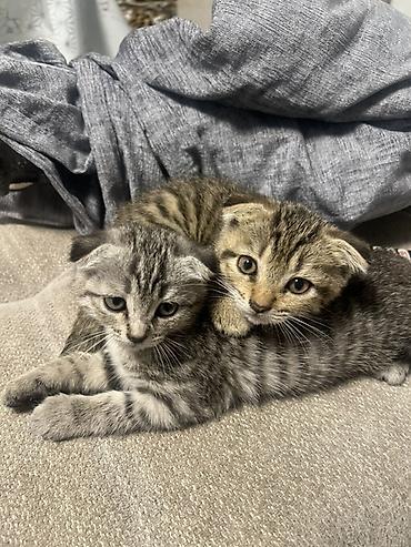Продажа кошек: Шотландские вислоухие котята (Scottish Fold) - Порода: шотландская — 4