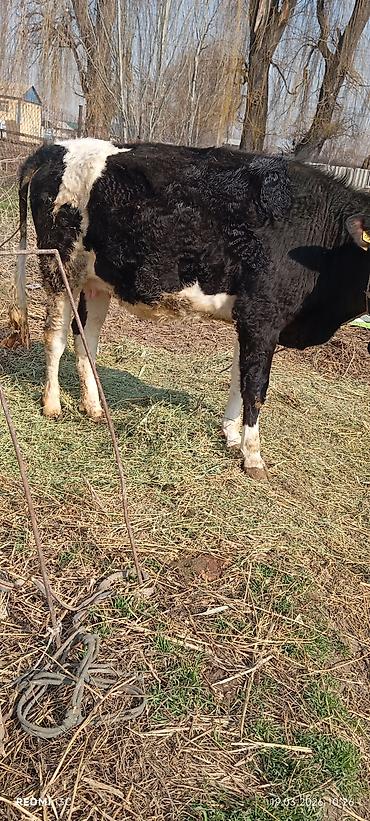 Коровы, быки: Продаю | Тёлка | Для разведения | Нетель — 12