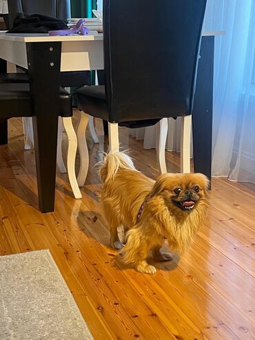 it satısı: Pekines, 6 ay, Erkek, Peyvəndli, Pulsuz çatdırılma