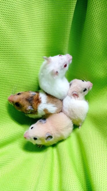 Хомяки: Продаются хомячки джунгарские, сирийские, ангорские пушистые хомячки — 11