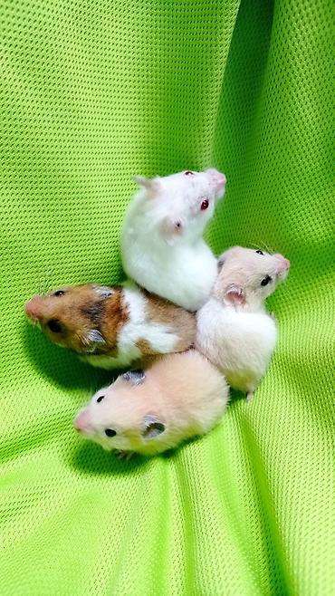 Хомяки: Продаются хомячки ручные. В нашем питомнике вы можете приобрести — 6