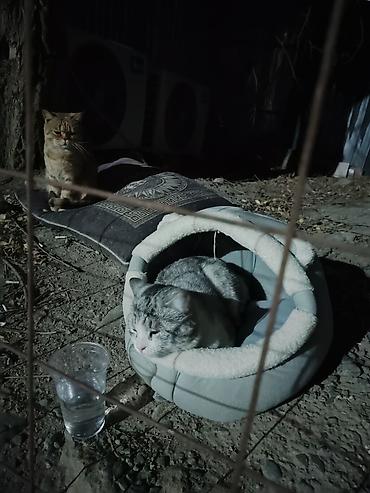 британская вислоухая кошка: SOS⛔⛔⛔⛔Просьба помочь кошке,Кот британского типа — 9