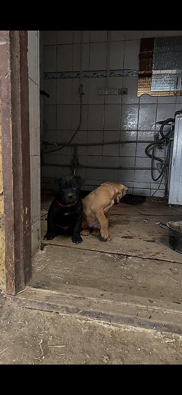 щенки собак: Питбуль, 7 месяцев, Самец, С прививкой — 6