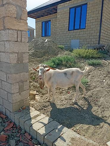ev heyvanları satışı: 19 AYLIK SAF KAN TAM AKTİF MACAR SANEN TEKESİ . AYRI SÖZE İHTİYAÇ — 4