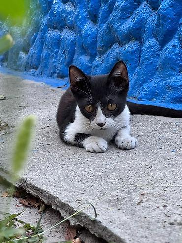 сколько кошек в кыргызстане: 🐾 Котята ищут любящих хозяев! 🐾 Дети нашли двух замечательных котят — — 1