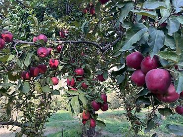 Яблоки: Яблоки Крипсон, Оптом — 4