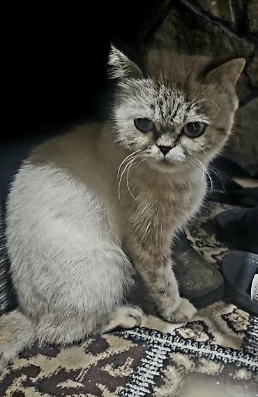 Кошки: Британская — 2