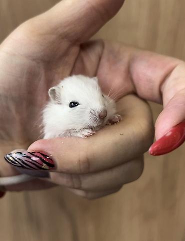 Хомяки: Продаются хомячки джунгарские, сирийские, ангорские пушистые хомячки — 16