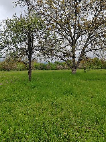mingecevirde tecili satilan evler: 22 sot, Biznes üçün, Mülkiyyətçi, Kupça (Çıxarış) — 4
