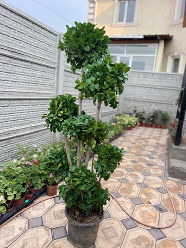 Драцены и Сансевиерии: Драцены и Сансевиерии — 4