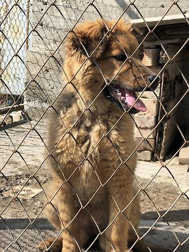 Продажа собак: Овчарка, 4 месяца, Самка — 4