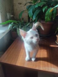 домик для кот: 2 айлык, Эркек, Ак, Аргын, Лотокко барууга үйрөтүлгөн, Курттардан тазаланган