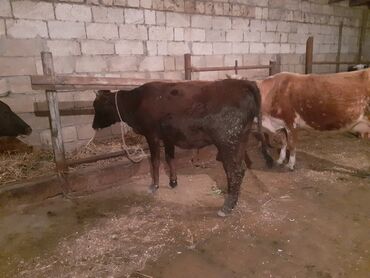 etlik dana: Dişi, Holsteyn, Simental, il: 1, 150 kq, Damazlıq, Südlük, Ətlik, Ödənişli çatdırılma, Ünvandan götürmə