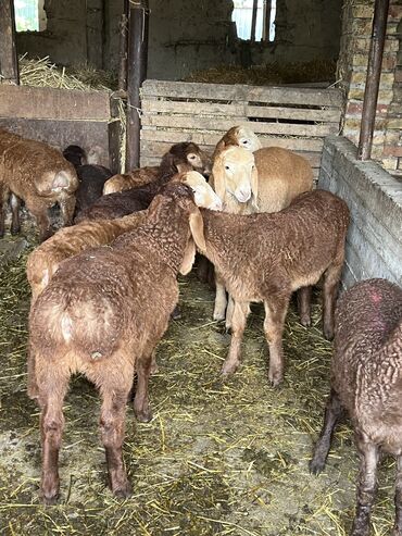 британская голубая кошка: Продаю | Баран (самец) | Арашан