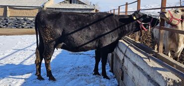 Коровы, быки: Продаю | Корова (самка) | Полукровка | Для молока | Привязанные — 13