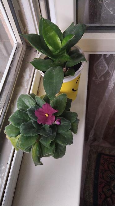 суп: Комнатные и садовые растения (на фото): - Сансевиерия (Sansevieria — 3